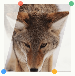 A headshot of a calm red wolf looking downward with vertices overlayed showing the clip-path property points.