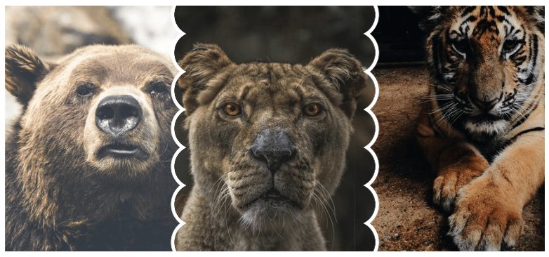 A single-row grid of three wild animal photos with wavy borders where the last image is an odd-numbered element.